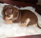 �ivava �t��ata na V�noce