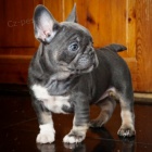 �t��ata francouzsk�ho buldo�ka