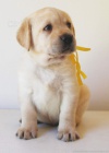 Labradorsk� retriever s PP