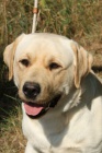 Labradorsk� retriever s PP