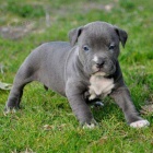 pitbull �t��ata na prodej.