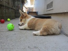 n�dhern� �t���tka z pembroke welsh corgis