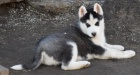 Sibi�sk� husky s PP FCI