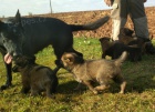Německý ovčák - štěňata Německý ovčák - štěňata