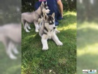 Vypadají jako vlci (štenata husky) Vypadají jako vlci (štenata husky)