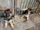 Německý ovčák - štěnátka  Německý ovčák - štěnátka