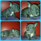 Francouzky Buldo�ky