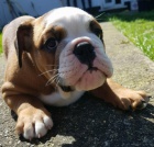 Anglick� buldok �t�n� k dispozici