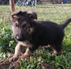 Něm. ovčák - štěnátka s PP Něm. ovčák - štěnátka s PP