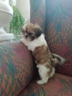 Štěňátka shih-tzu Štěňátka shih-tzu