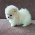 Německý špic Pomeranian Německý špic Pomeranian