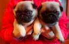 Mops bez PP Mops bez PP