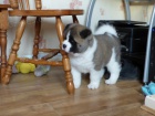Akita-inu Akita-inu