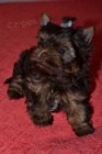 �t��ata Yorkshire Terrier - �okol�dov�