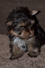 �t��ata Yorkshire Terrier - �okol�dov�