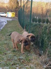 �t�n�tka (2 pejsci) Cane Corso s PP