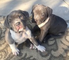 pitbull �t��ata na prodej.