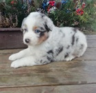 Australsk� ov��k s PP