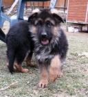 Německý ovčák štěňata s PP Německý ovčák štěňata s PP