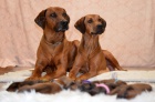 Rhodesian Ridgeback štěňátka s PP Rhodesian Ridgeback štěňátka s PP