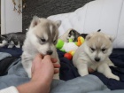 Sibisk husky - ttka na prodej