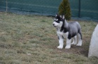 Sibi�sk� husky