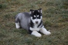 Sibi�sk� husky