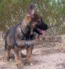 Prodám štěňátka NO s PP, výběrový ch  Prodám štěňátka NO s PP, výběrový ch