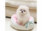 Pomeranian �t��ata (miniaturn�)