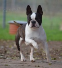 �t��ata Bostonsk�ho teri�ra