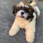 husky �t��ata hledaj�c� nov� domov. P�ijm�te sv� �t���tko hned te�