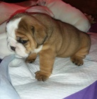 Anglicky buldo�ek �t��ata k dispozici pro adopci