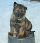 Německý ovčák s PP - výběrový chov Německý ovčák s PP - výběrový chov