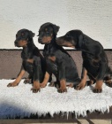 �t���tka Dobermana pin�e