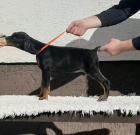 �t���tka Dobermana pin�e