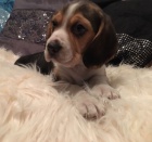 �t��ata b�gla