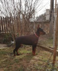 �t�n� Dobermana