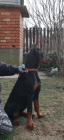 �t�n� Dobermana