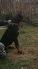 �t�n� Dobermana
