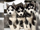 Pkn tata sibiskho husky