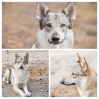 �eskoslovensk�vl��k s PP - rezervace