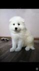 Sibi�sk� samojed �t��ata