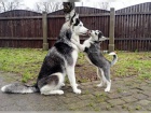 Cistokrevn sibirsk husky, krsn tentka testy DNA