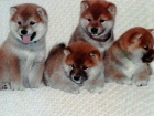�t��ata Shiba inu