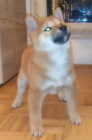 �t��ata Shiba inu