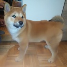 �t��ata Shiba inu