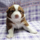 Australsk� ov��k s PP