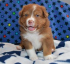 Australsk� ov��k s PP