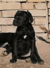 Cane corso �t��ata