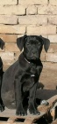 Cane corso �t��ata